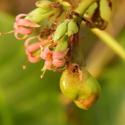 Květ ledvinovce západního - kešu ořechy | Frutree