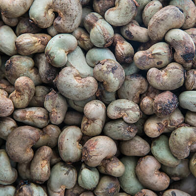 Sběr kešu ořechů | Frutree