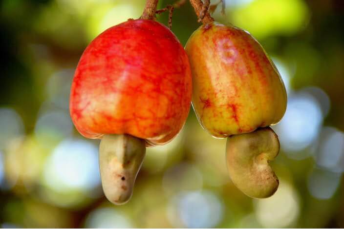 Jak rostou kešu ořechy a jak se zpracovávají | Frutree