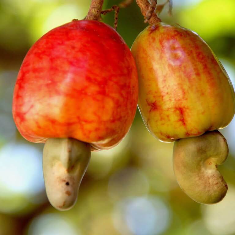Jak rostou kešu ořechy a jak se zpracovávají | Frutree