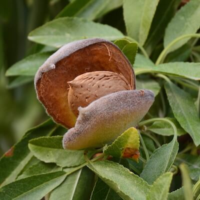 Zralý plod mandlovníku | Frutree